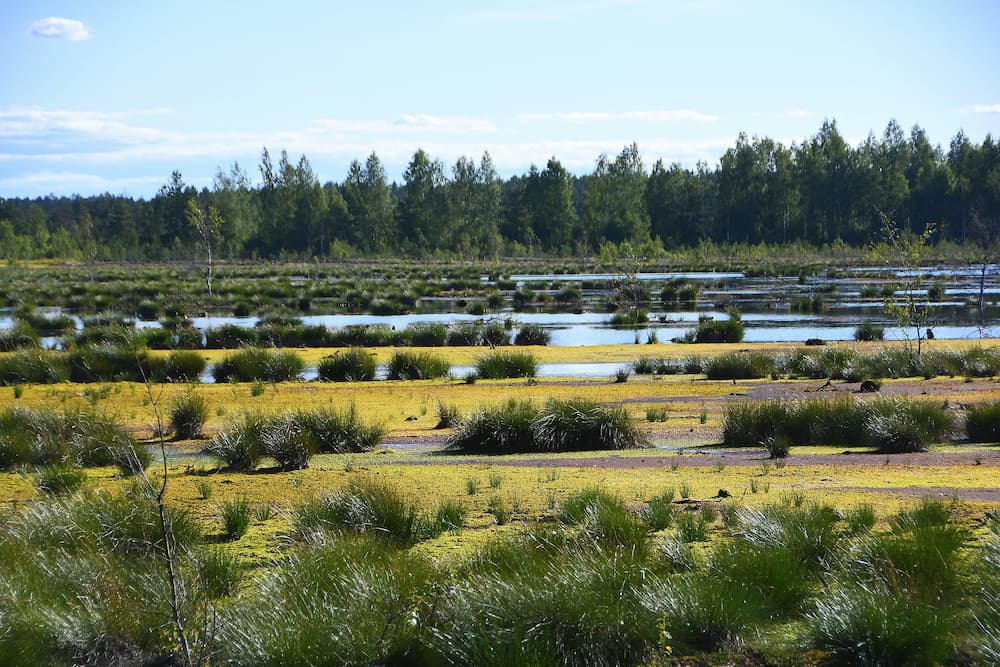 Impact Day  – Building a resilient food system for Europe – peat as the cornerstone